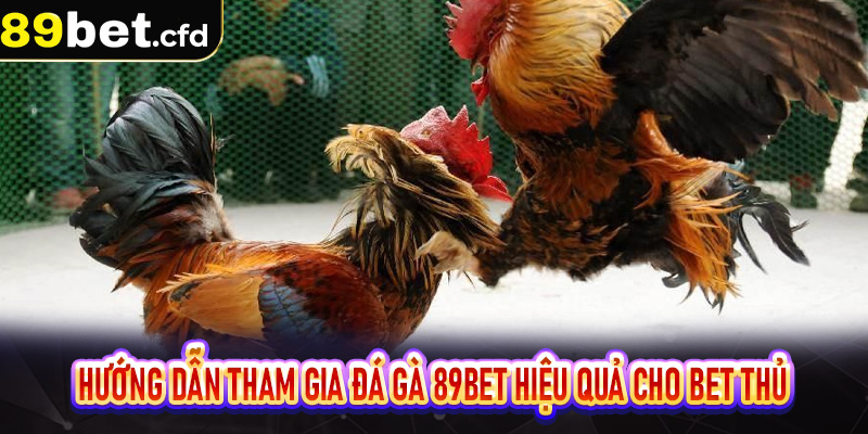 Hướng dẫn tham gia đá gà 89bet hiệu quả cho bet thủ